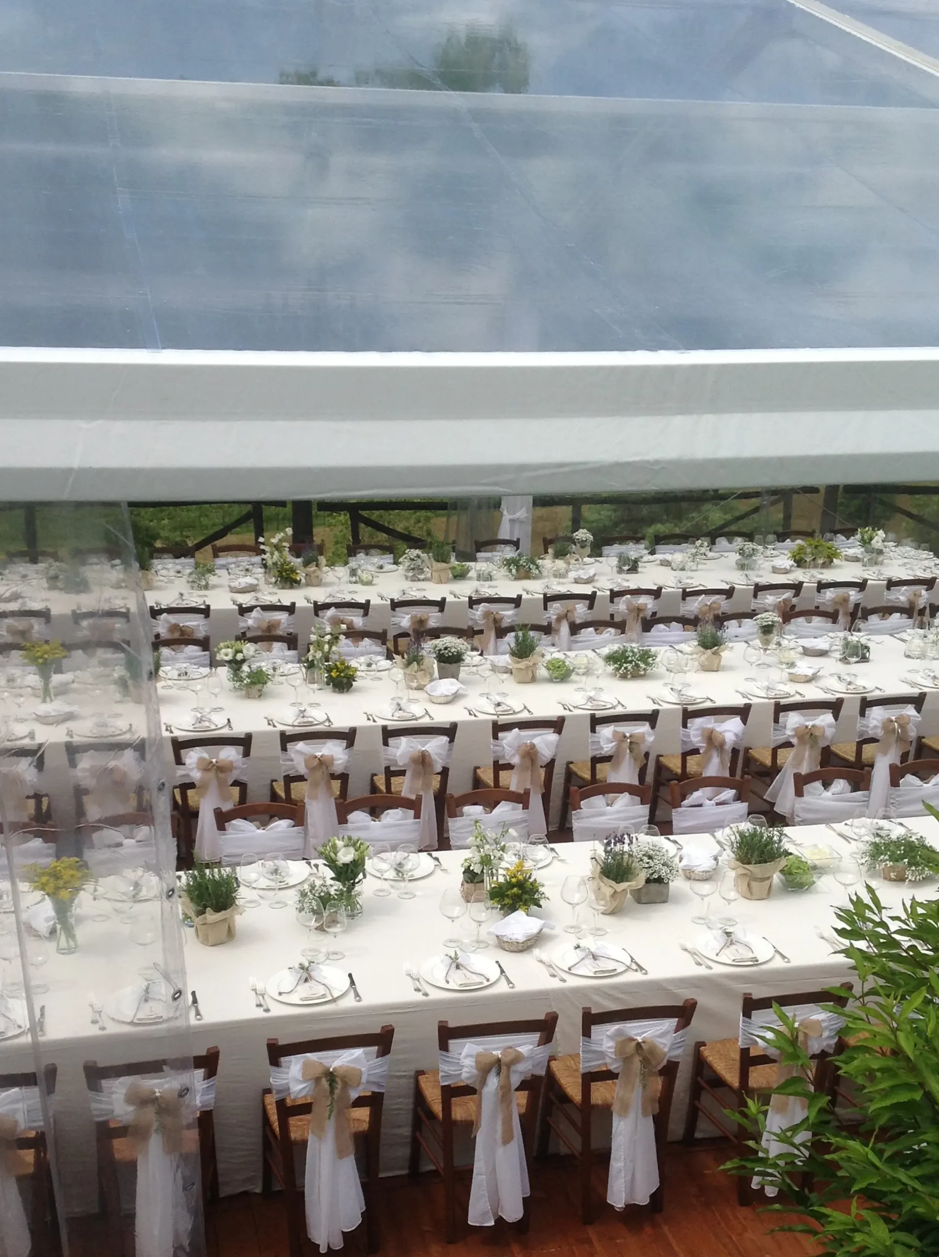 Allestimento per evento all'aperto sotto una tenda trasparente con tavoli disposti in file. Ogni tavolo è decorato con tovaglie bianche, verde e fiori gialli. Le sedie trasparenti hanno decorazioni con nastri bianchi e dorati, circondate da piante e alberi.